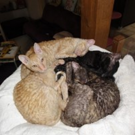 Image pour l'annonce vends chatons cornsih rex