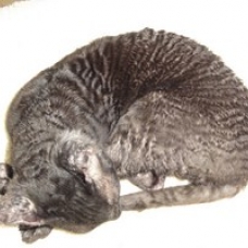 Image pour l'annonce vends chatons cornsih rex