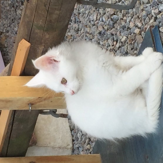 Image pour l'annonce Gentils et très beaux Maine coon loof
