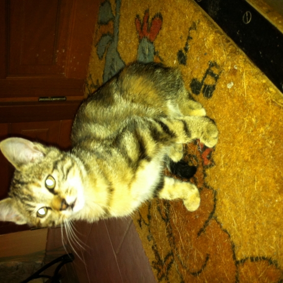 Image pour l'annonce Donne chaton