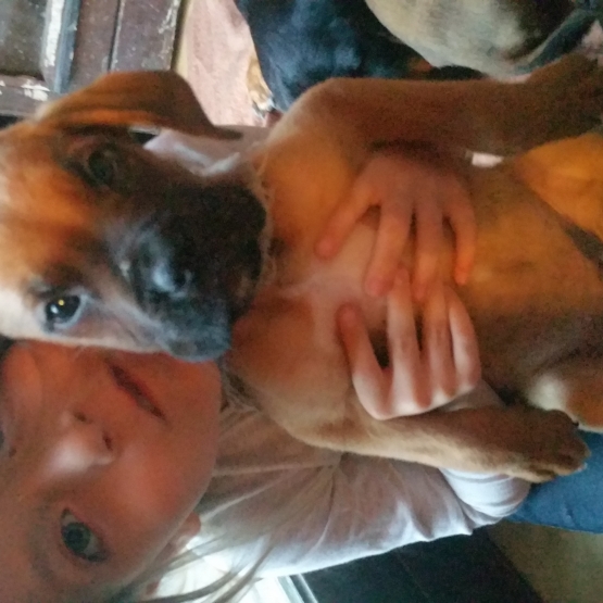 Image pour l'annonce vend chiot boxeur femelle