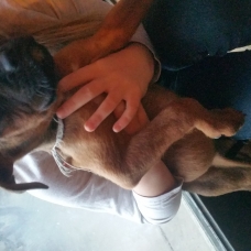 Image pour l'annonce vend chiot boxeur femelle