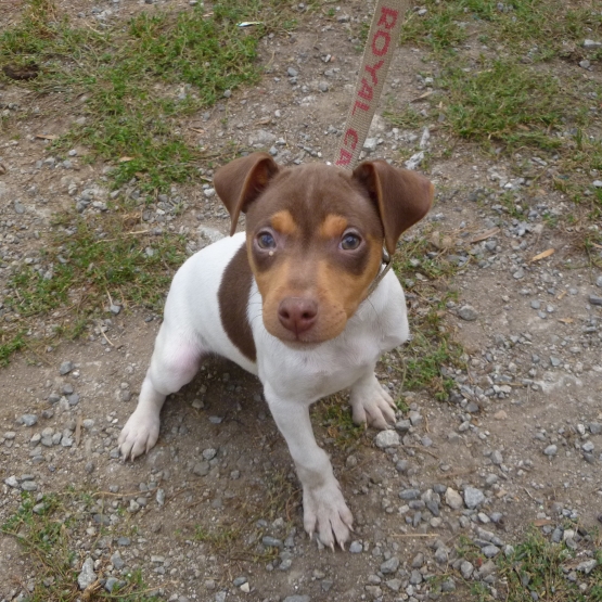 Image pour l'annonce CHIOTS FEMELLES TERRIER BRESILIEN