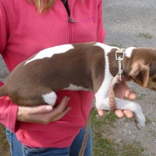 Image pour l'annonce CHIOTS FEMELLES TERRIER BRESILIEN