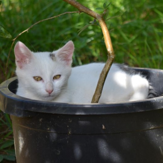 Image pour l'annonce 2 chatons à adopter
