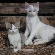 Image pour l'annonce 2 chatons à adopter