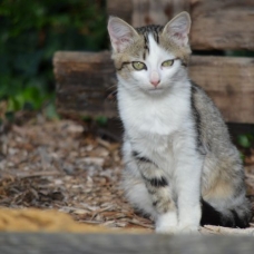 Image pour l'annonce 2 chatons à adopter