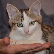 Image pour l'annonce 2 chatons à adopter