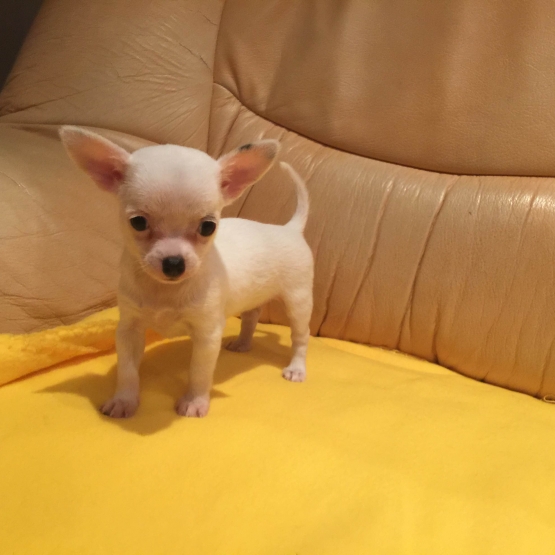 Image pour l'annonce Magnifique petit chihuahua ( disponible )