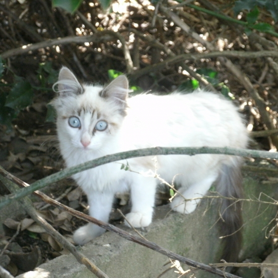 Image pour l'annonce Donne magnifique chaton femelle