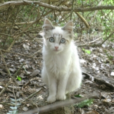 Image pour l'annonce Donne magnifique chaton femelle