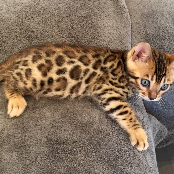 Image pour l'annonce Chatons bengal loof