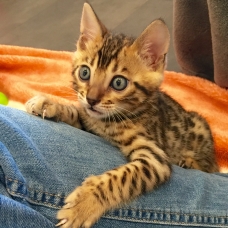 Image pour l'annonce Chatons bengal loof