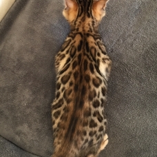 Image pour l'annonce Chatons bengal loof