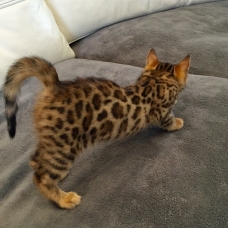 Image pour l'annonce Chatons bengal loof