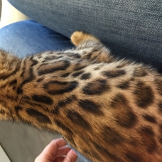 Image pour l'annonce Chatons bengal loof