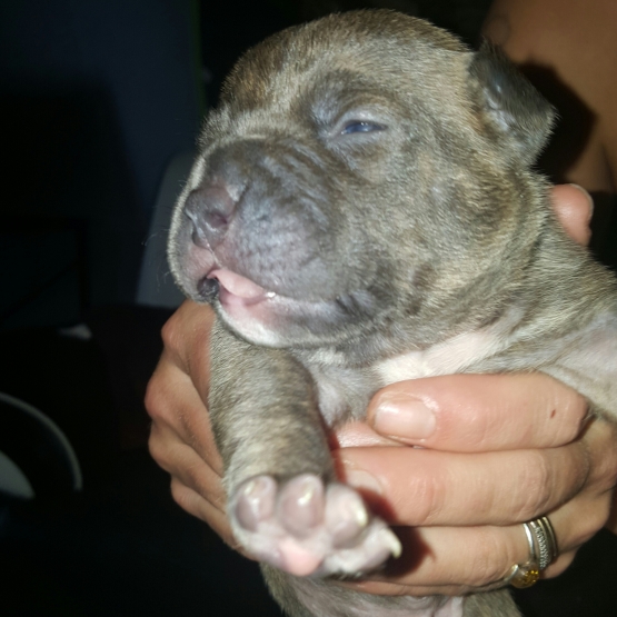 Image pour l'annonce chiots American bully