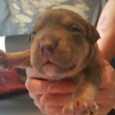 Image pour l'annonce chiots American bully