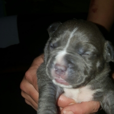 Image pour l'annonce chiots American bully