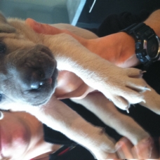 Image pour l'annonce A réserver magnifiques chiots cane corso lof
