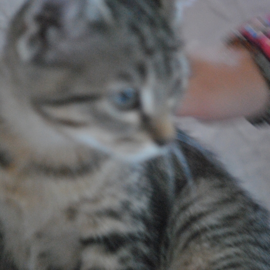 Image pour l'annonce A DONNER 5 jolis et gentils chatons