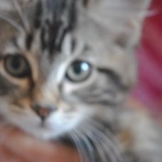 Image pour l'annonce A DONNER 5 jolis et gentils chatons