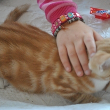 Image pour l'annonce A DONNER 5 jolis et gentils chatons
