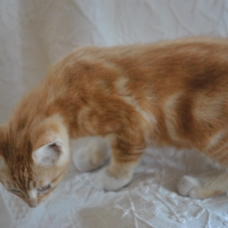 Image pour l'annonce A DONNER 5 jolis et gentils chatons