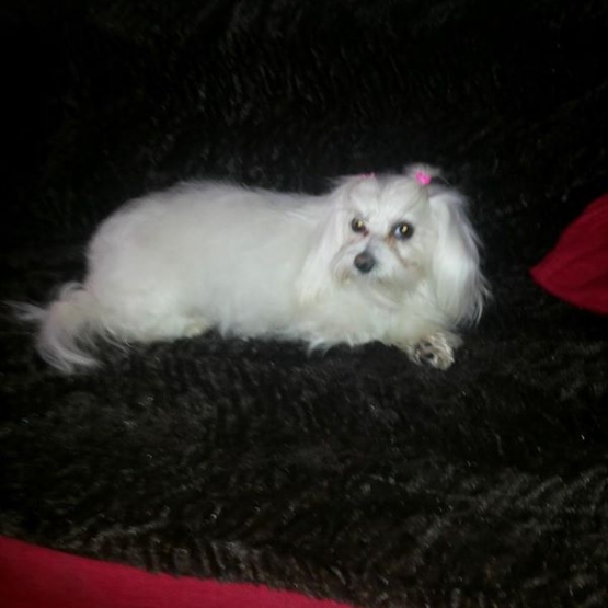 Image pour l'annonce A donner Adorable chient bichon maltais femelle