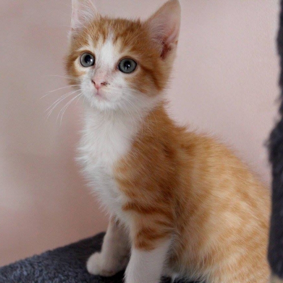 Image pour l'annonce Cortex, adorable chaton à adopter