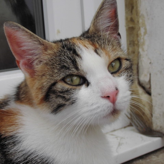 Image pour l'annonce Iloa, femelle à adopter