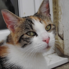 Image pour l'annonce Iloa, femelle à adopter