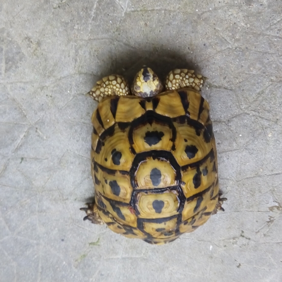 Image pour l'annonce Tortue de terre