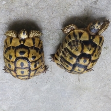 Image pour l'annonce Tortue de terre