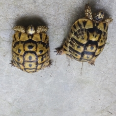 Image pour l'annonce Tortue de terre