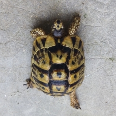 Image pour l'annonce Tortue de terre