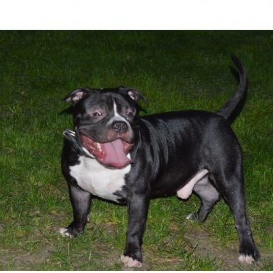 Image pour l'annonce un mâle american bully extrême pocket