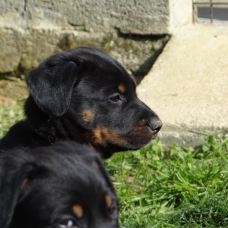 Image pour l'annonce Vends chiots beauceron LOF