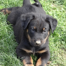 Image pour l'annonce Vends chiots beauceron LOF