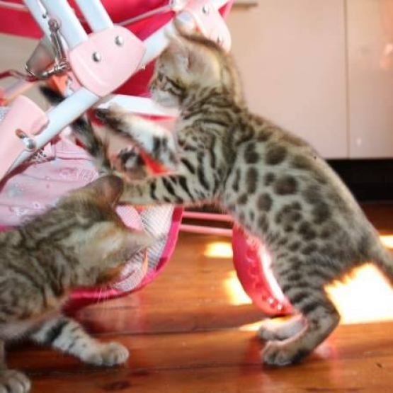 Image pour l'annonce Exceptionnelle portée de chatons Bengal