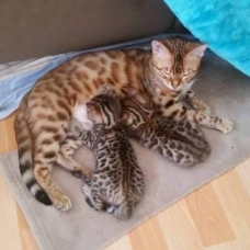 Image pour l'annonce Exceptionnelle portée de chatons Bengal