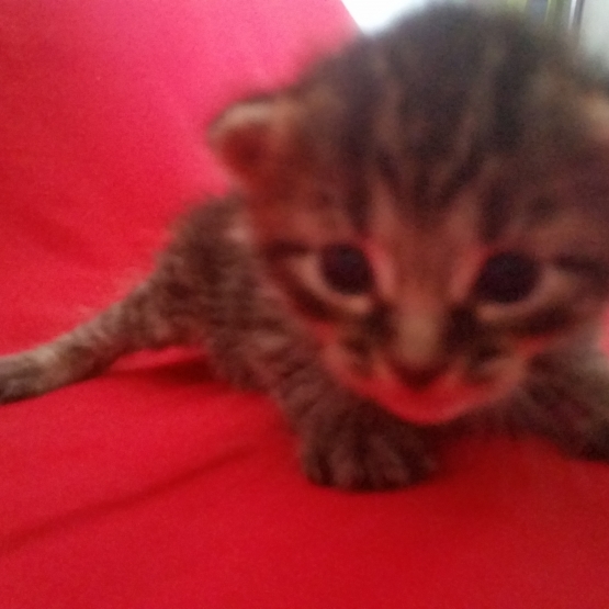 Image pour l'annonce Donne chatons