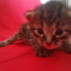 Image pour l'annonce Donne chatons