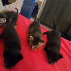 Image pour l'annonce Donne chatons