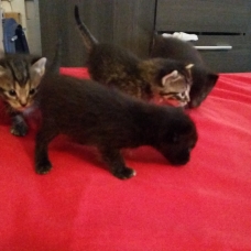 Image pour l'annonce Donne chatons