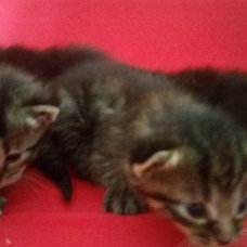 Image pour l'annonce Donne chatons
