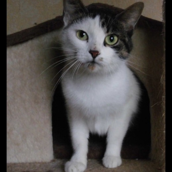 Image pour l'annonce Jane, agréable femelle à adopter