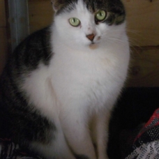 Image pour l'annonce Jane, agréable femelle à adopter