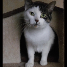 Image pour l'annonce Jane, agréable femelle à adopter