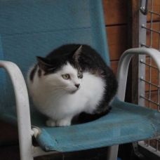 Image pour l'annonce Jane, agréable femelle à adopter
